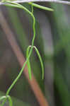 Gulf coast swallow-wort